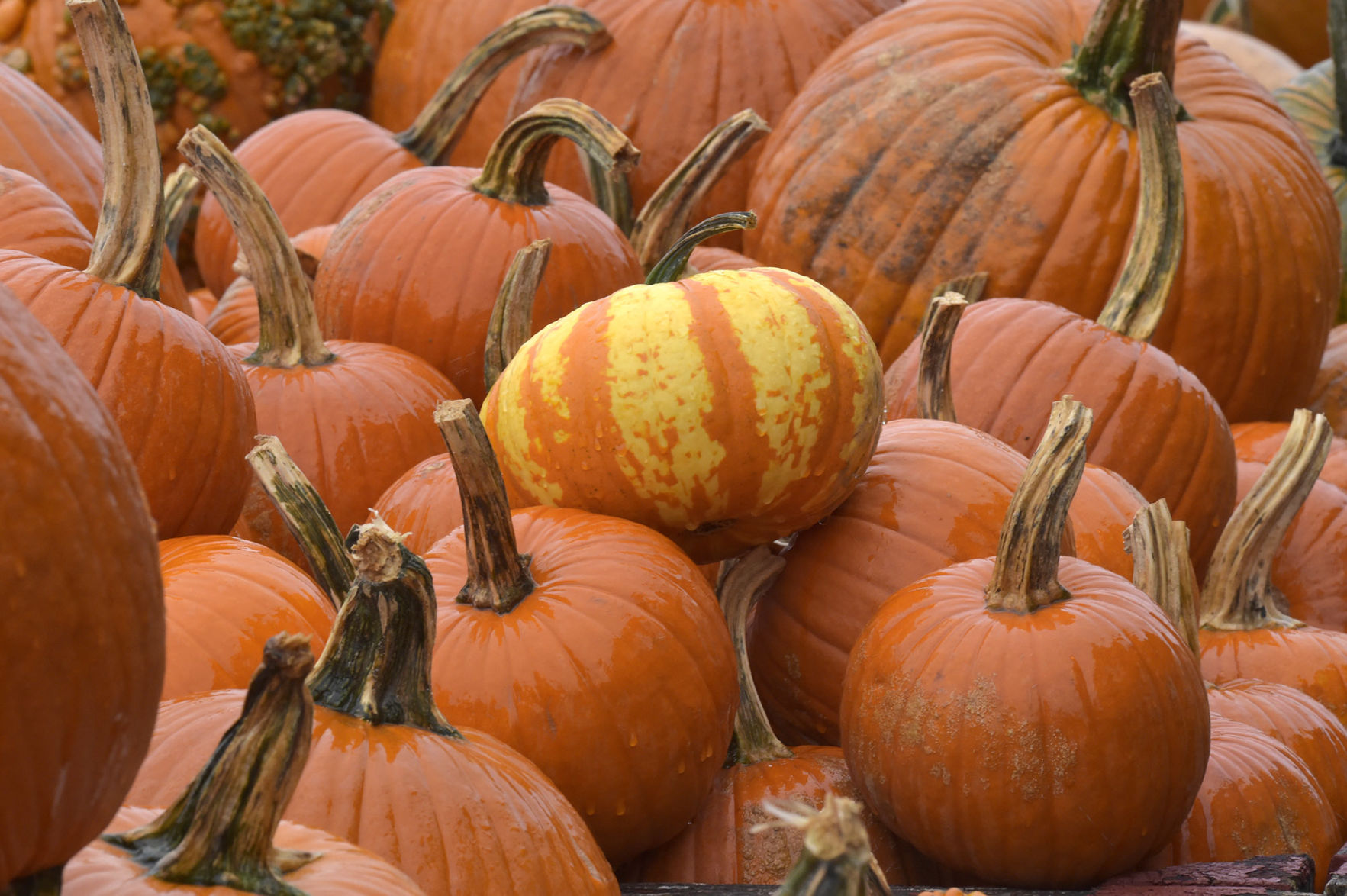 pumpkins country barn13.jpg